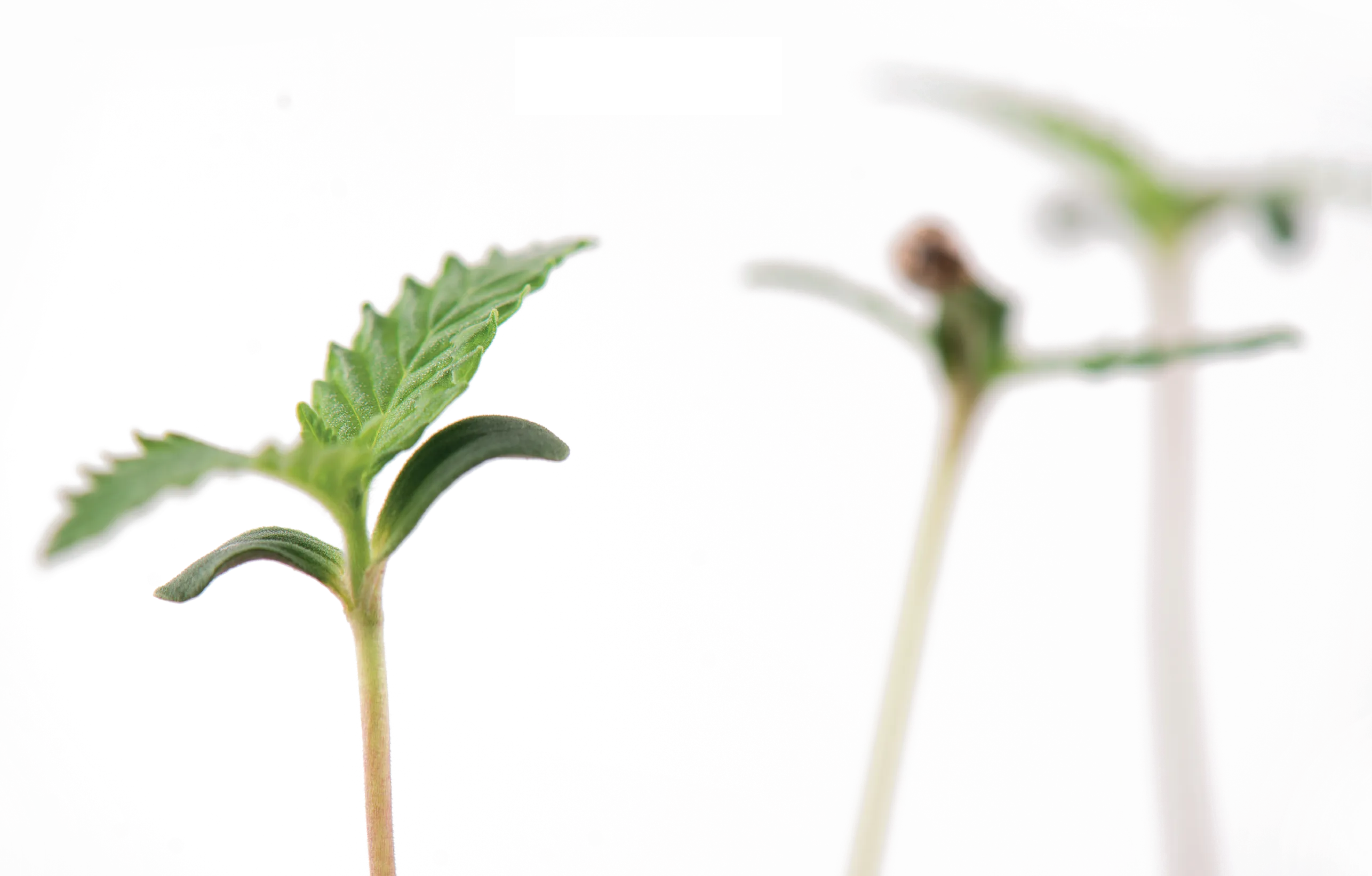 Young organic hemp sprouts