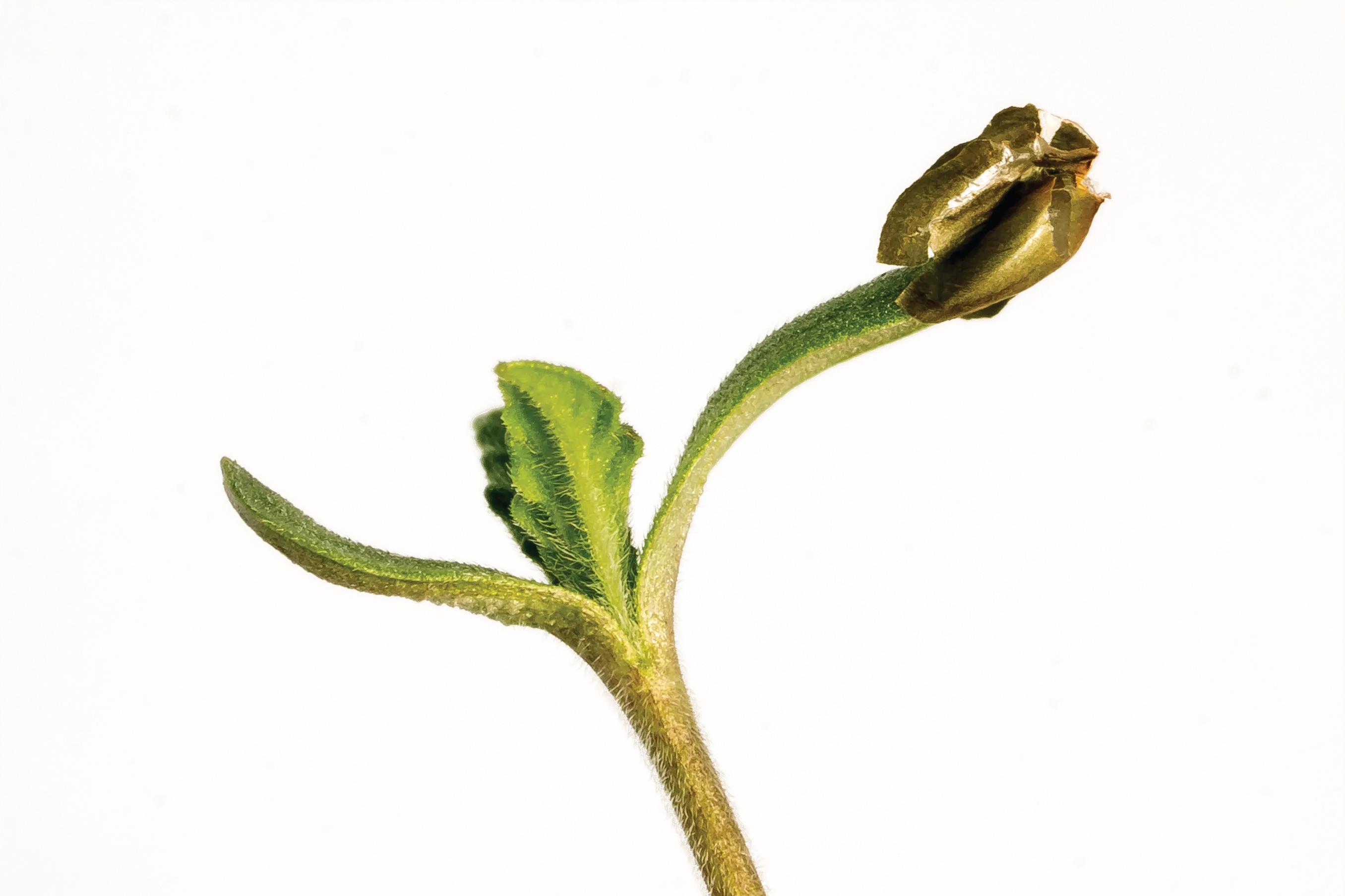 A young organic hemp seedling