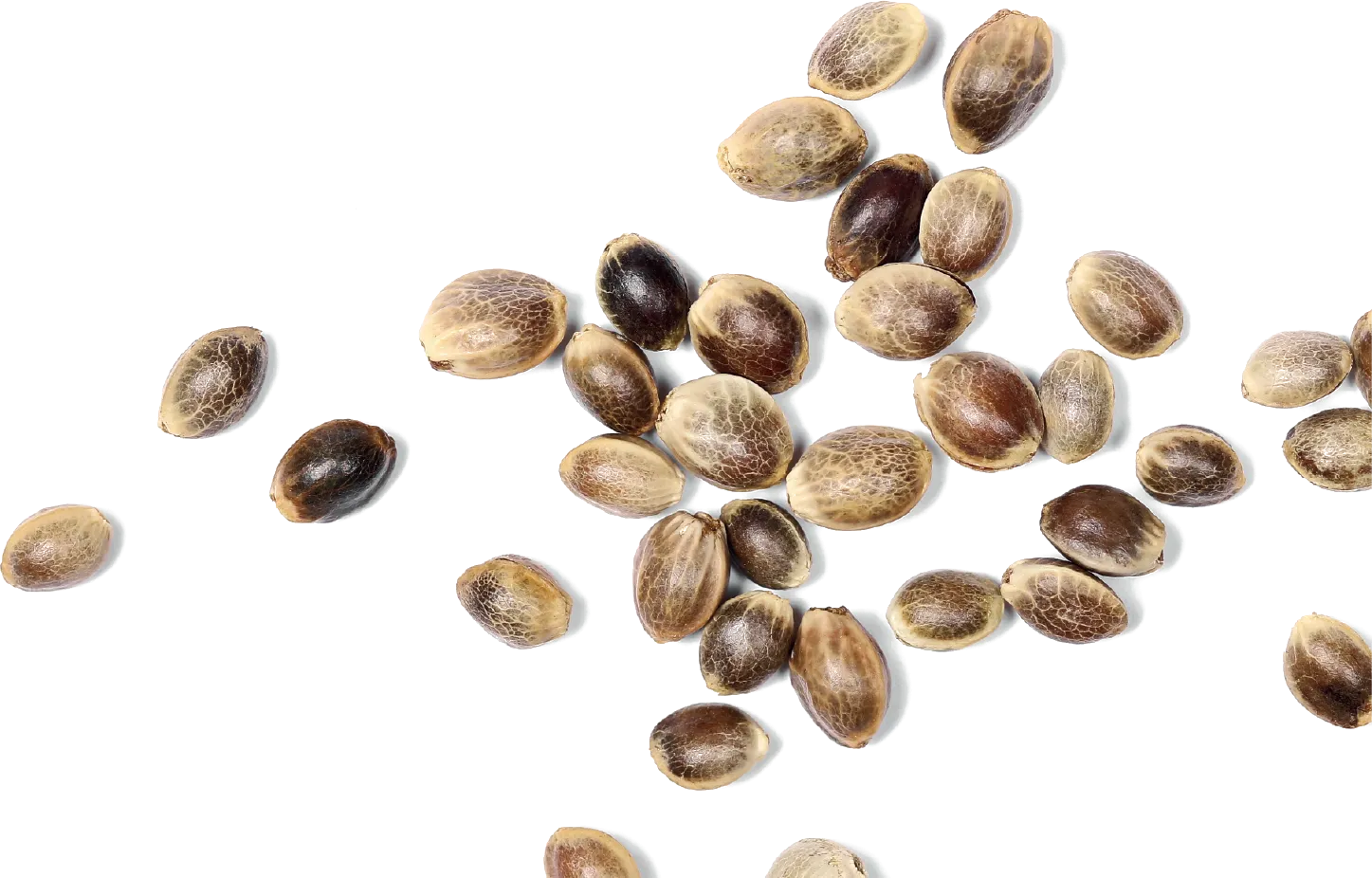 Scattered organic hemp seeds